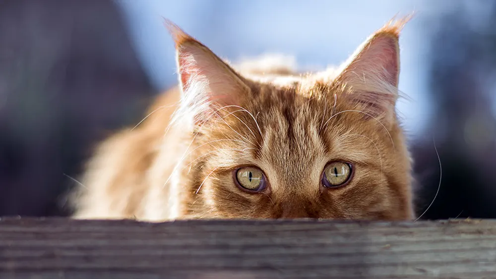 Reduce cat’s veterinary visit anxiety