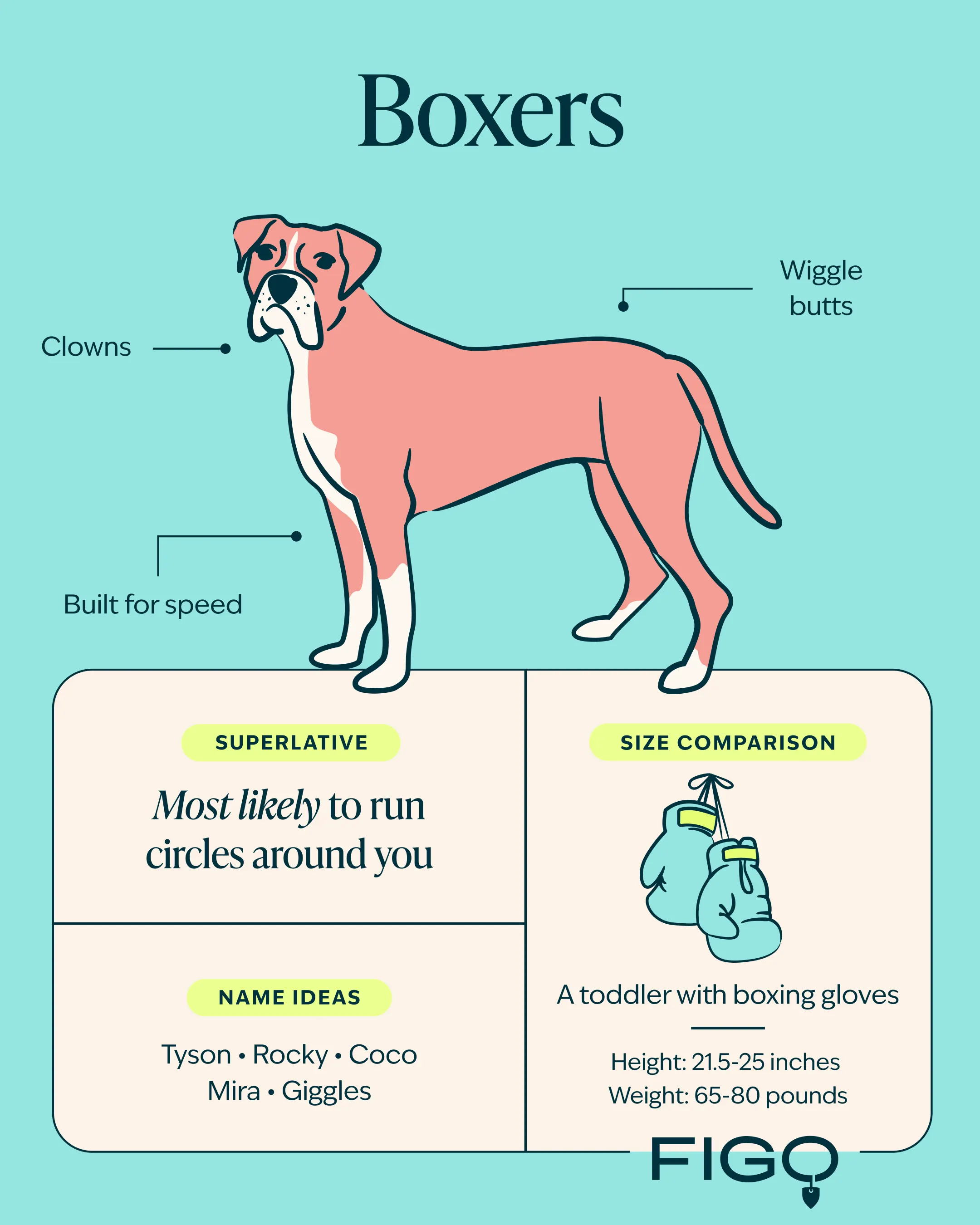 Boxer Breed Guide Illustration