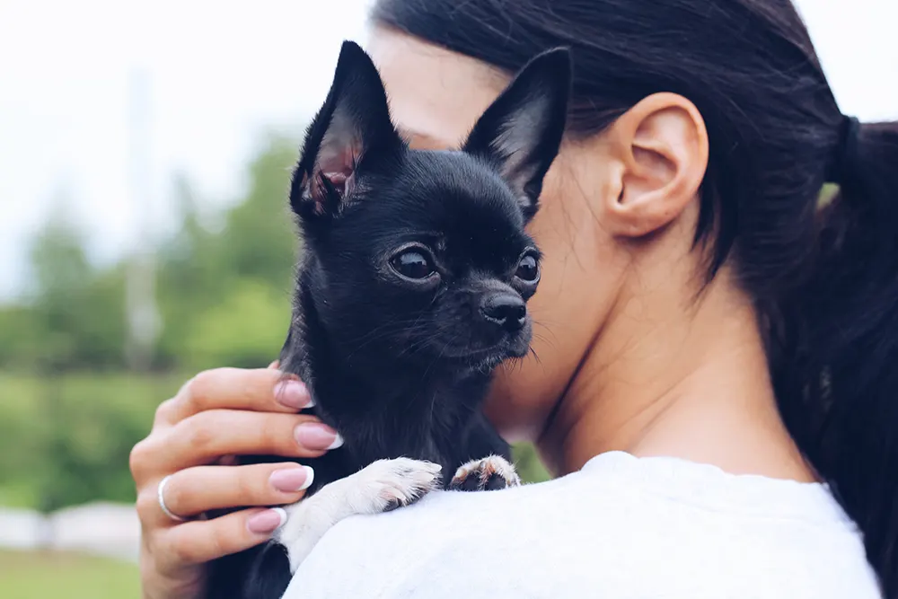 Getting to Know the Chihuahua