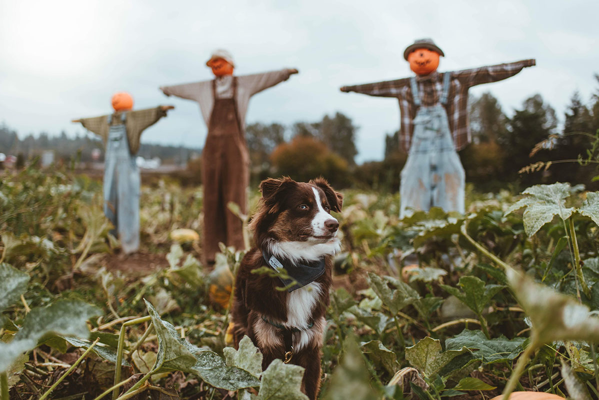 Kiba isn’t so sure about these pumpkin patch scarecrows.