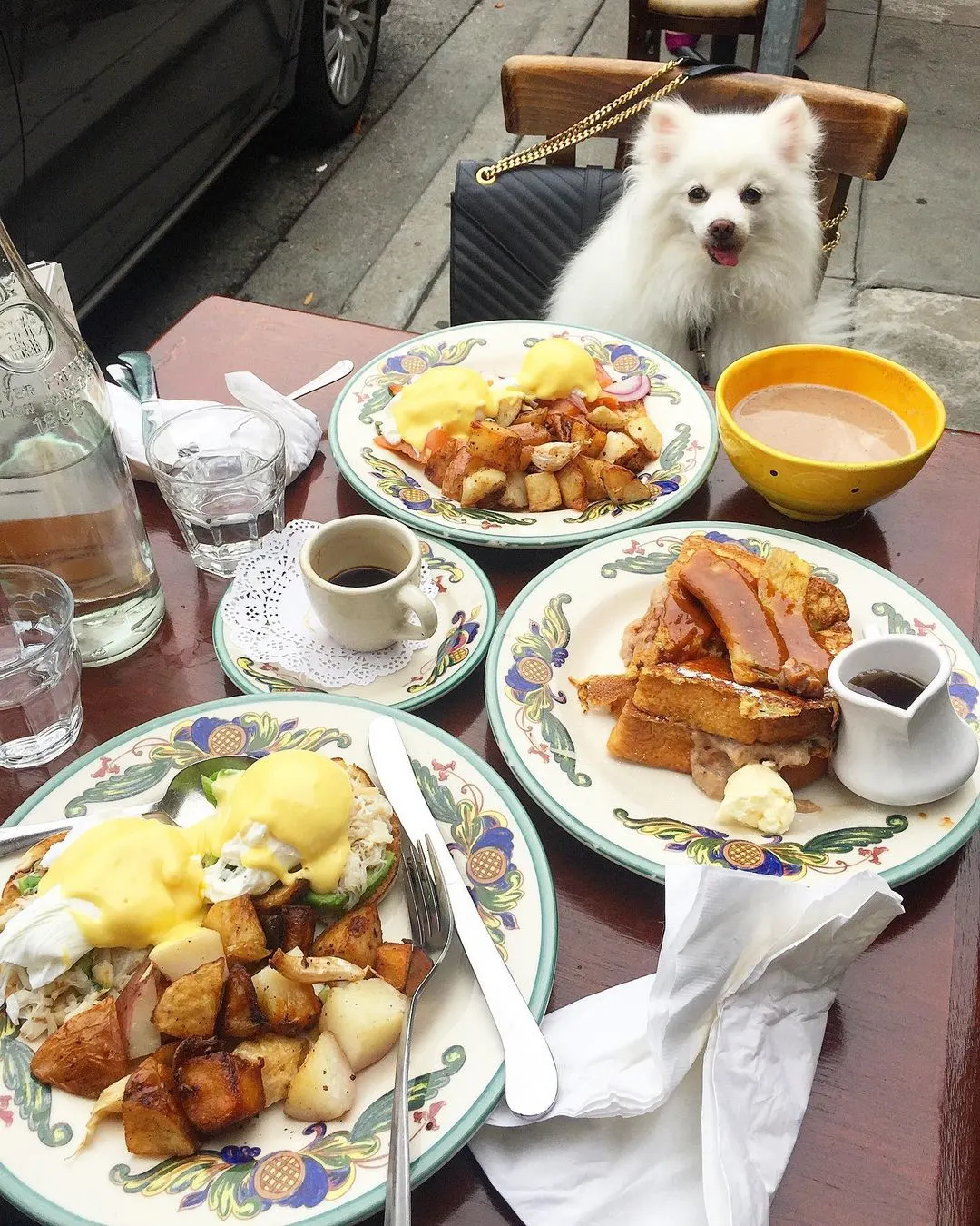 Small dog at brunch table full of food