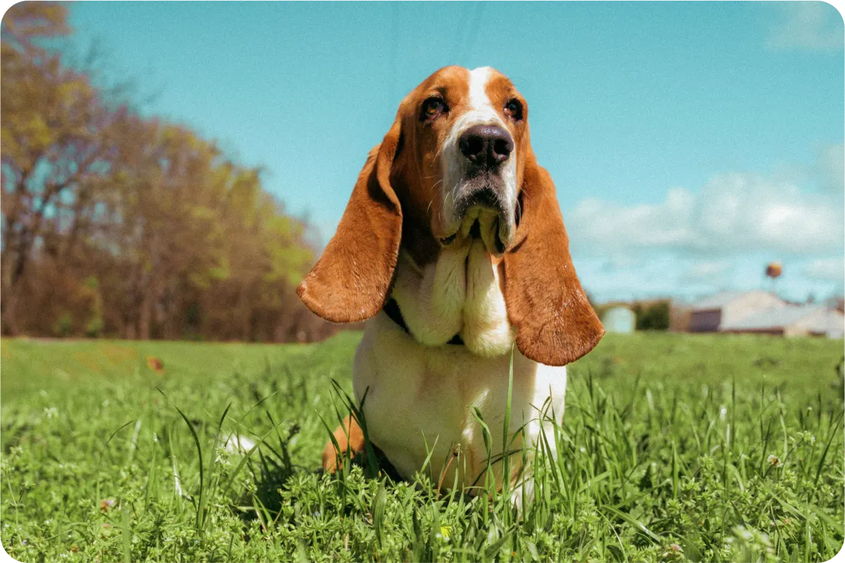 figo-breed-guide-basset-hound-photo-1