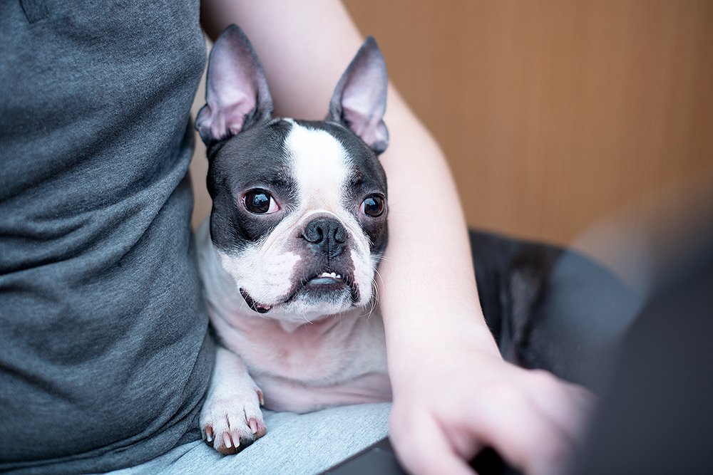 do boston terriers have eye problems