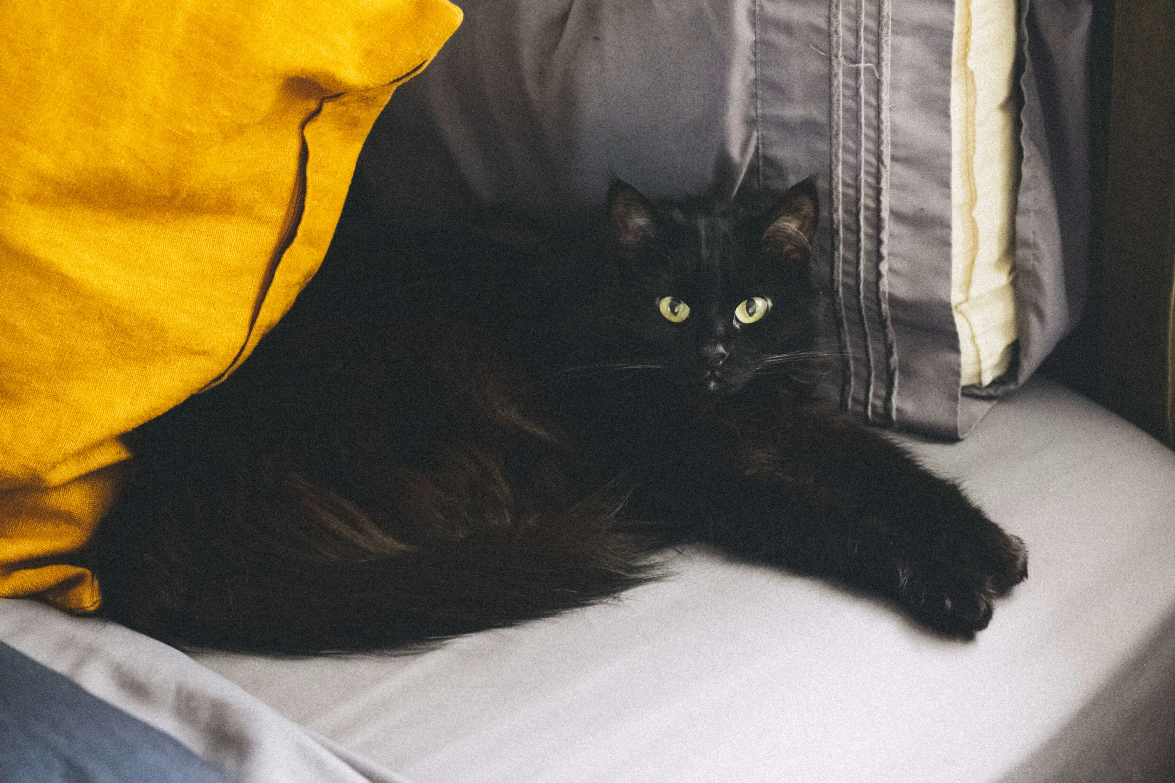 black cat sitting on bed