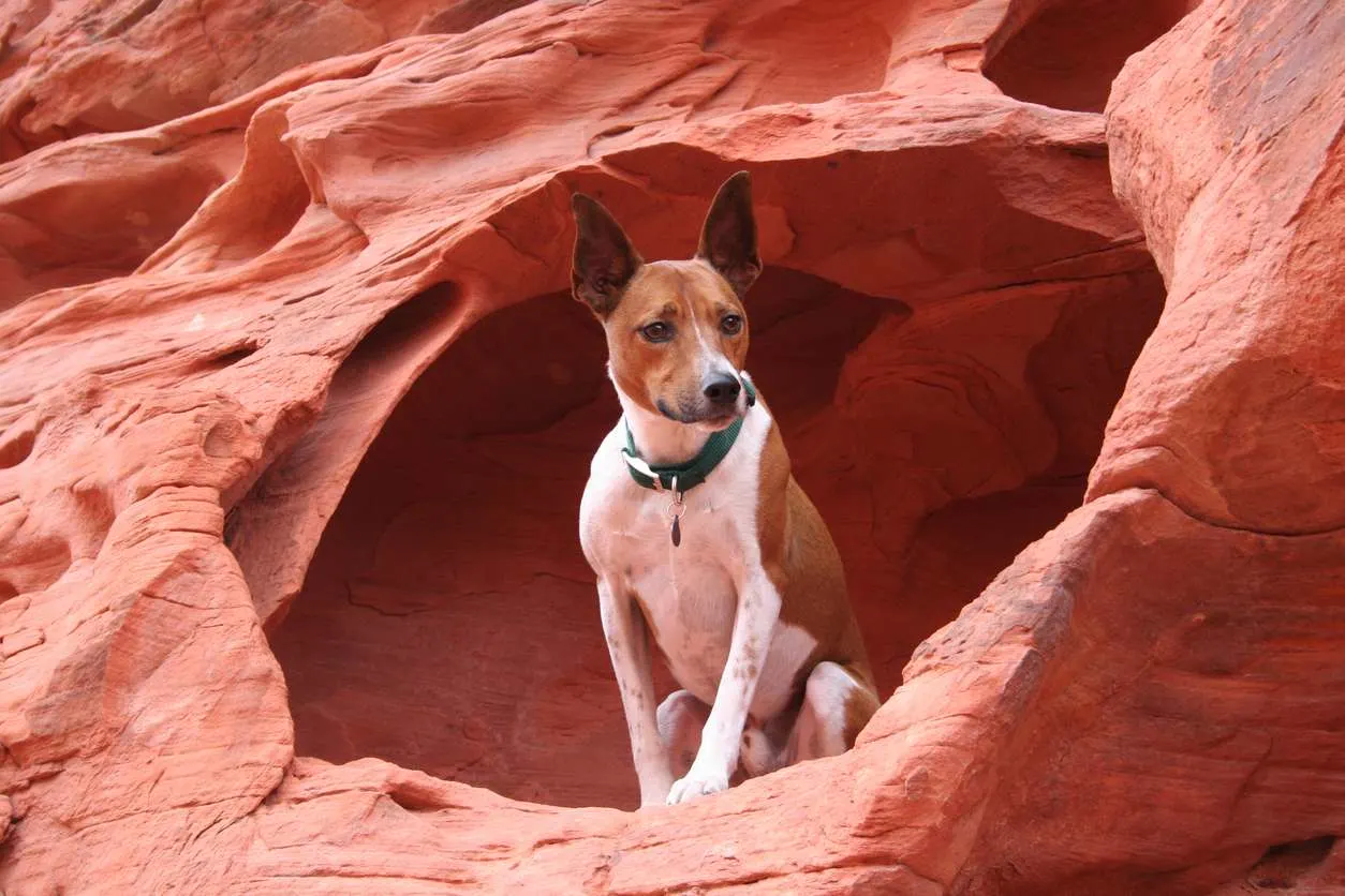 blue heeler mix on mountain