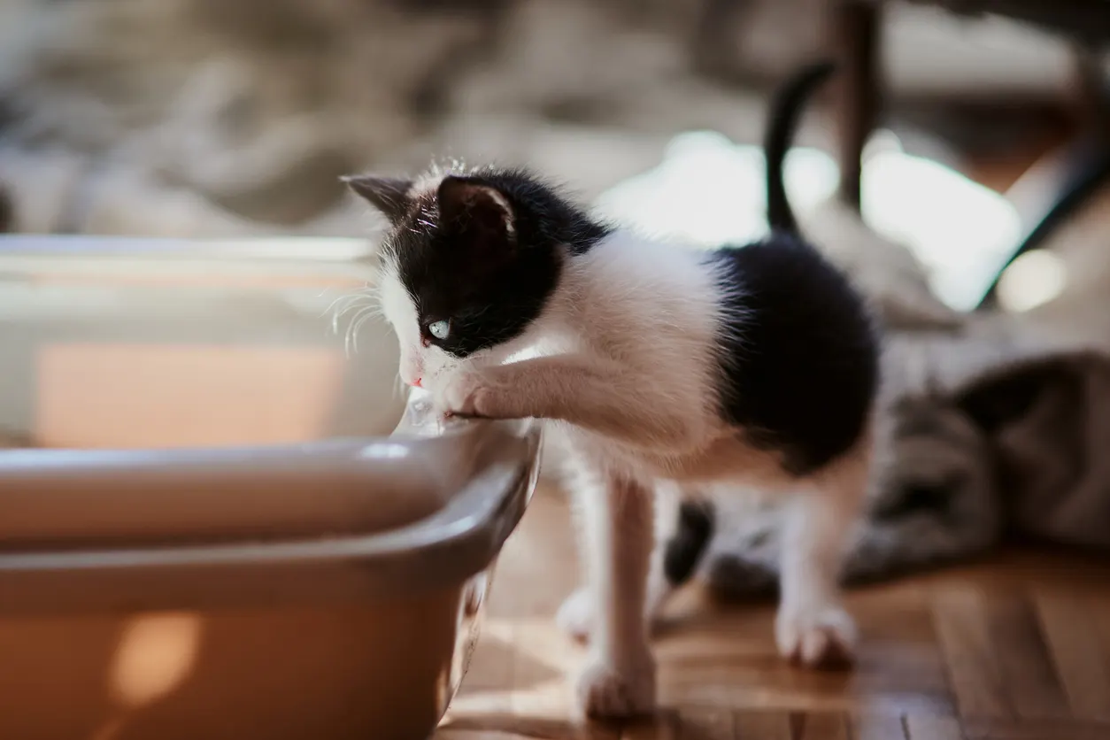 kitten reaching into litter box 