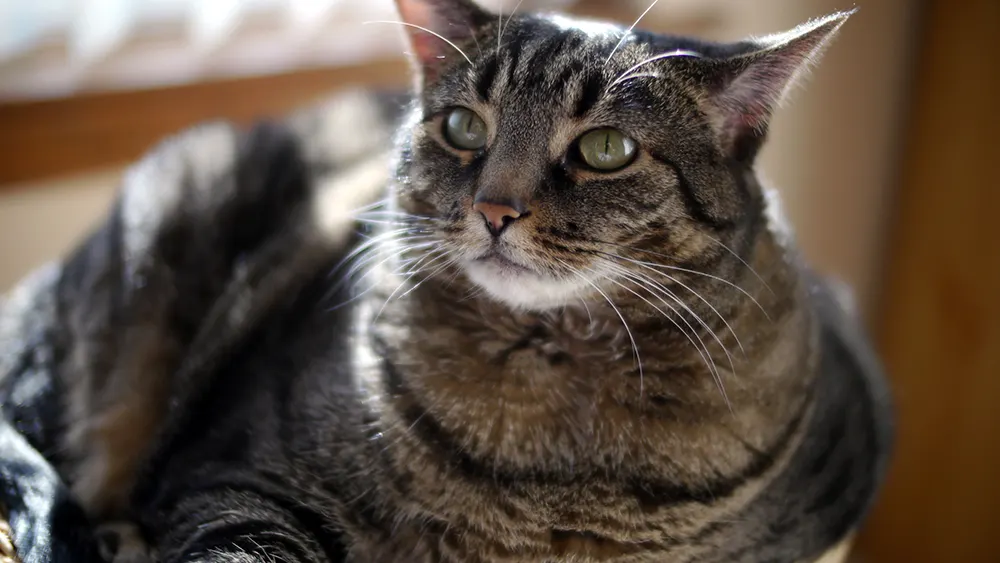 Feline obesity: Helping your cat lose weight