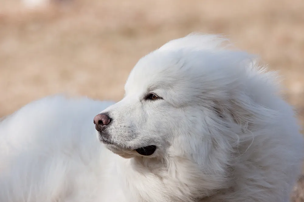 Tips for adopting a Great Pyrenees