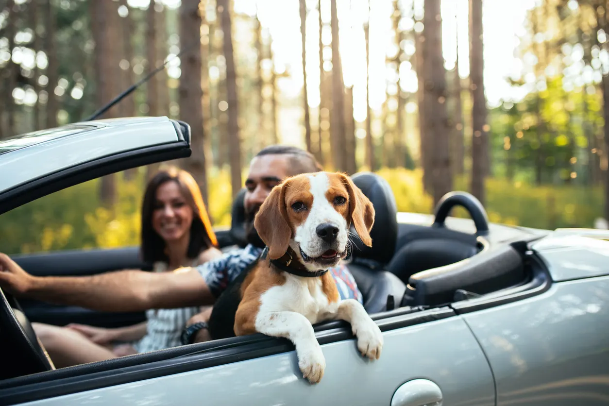 dog traveling in passenger seat while couple drives through forest