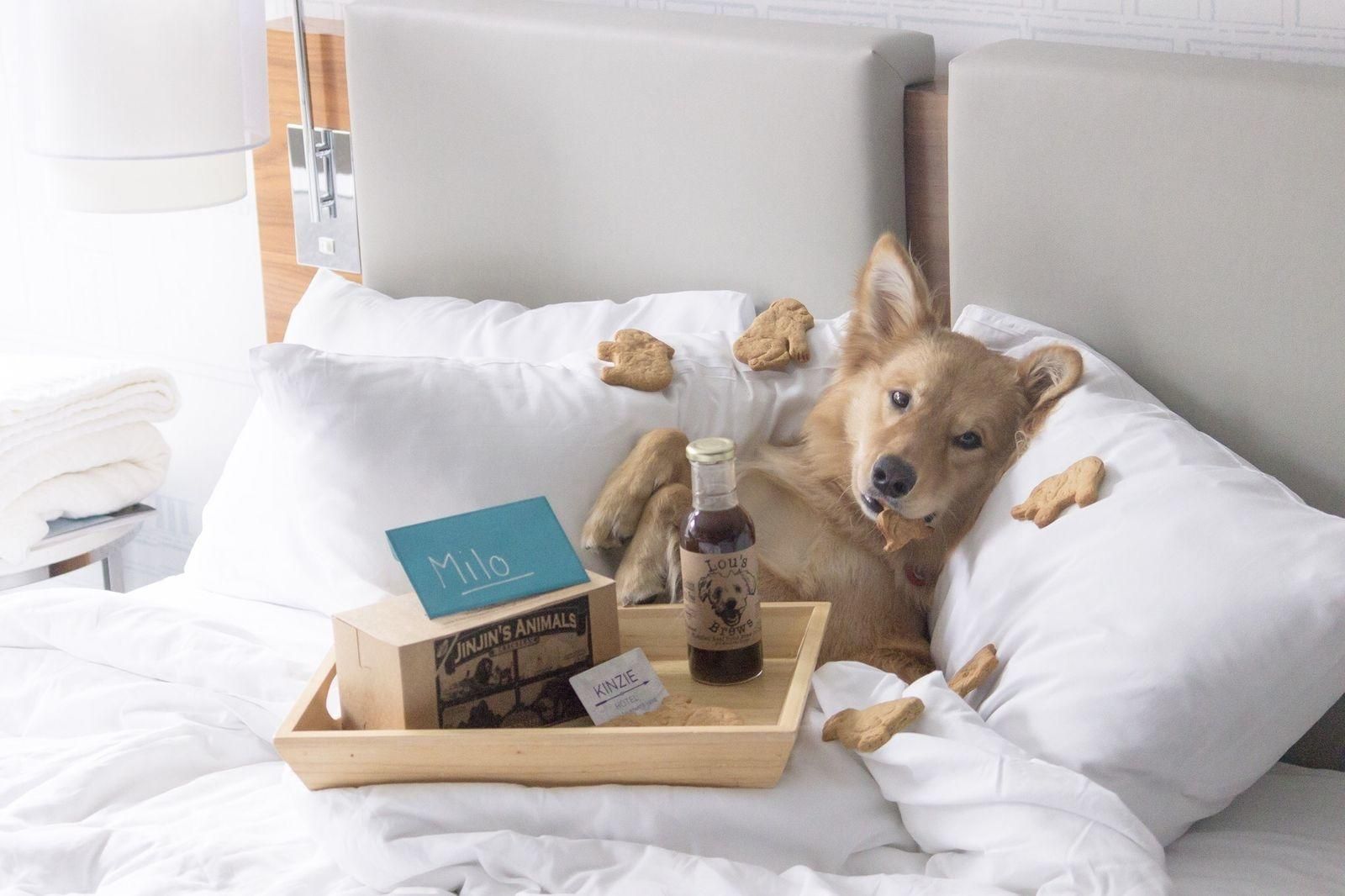 Golden retriever under covers and surrounded by dog treats in a bed at the Kinzie Hotel in Chicago