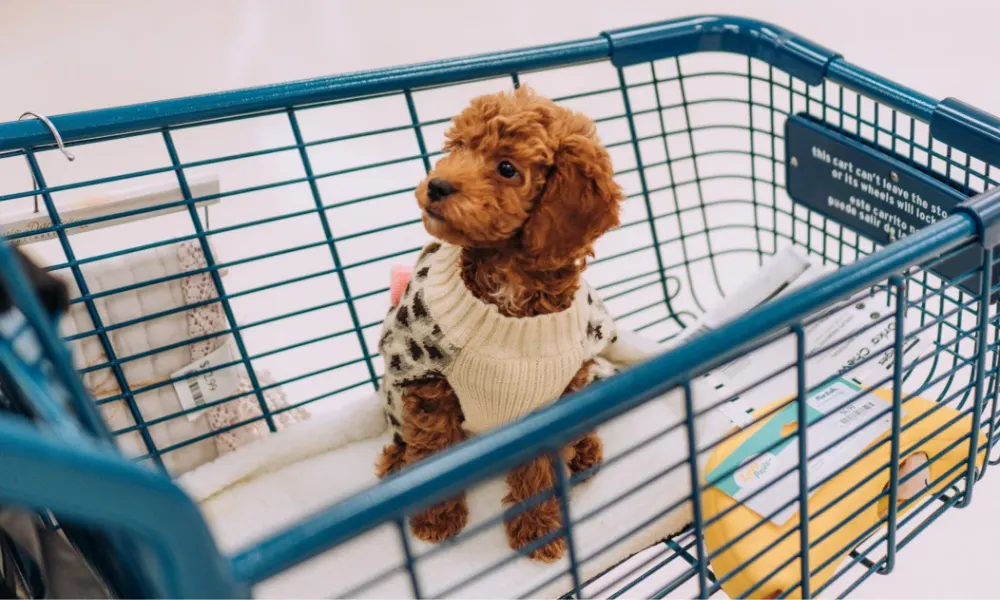 Avoid These 10 Products at the Pet Store