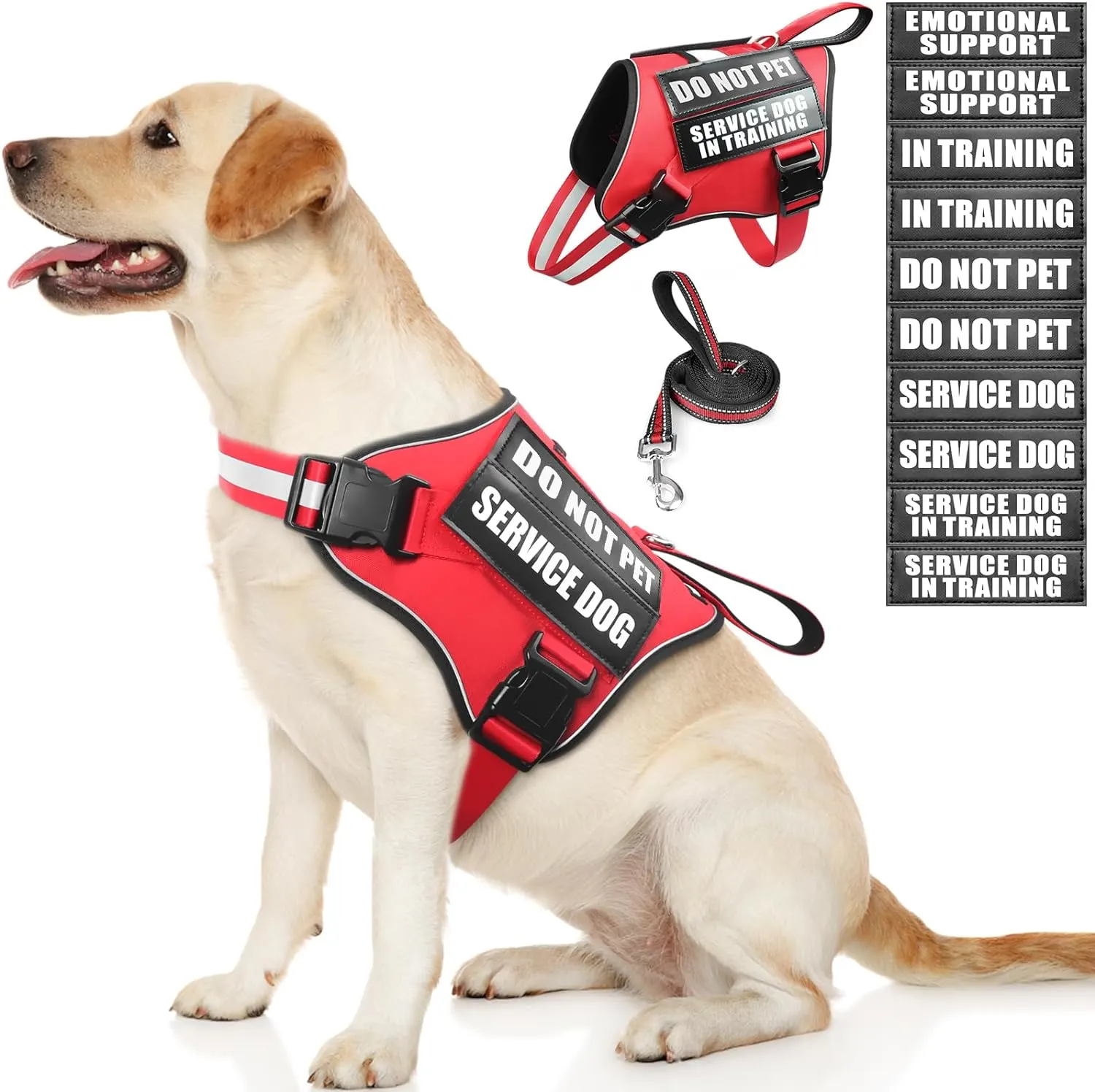 Dog in training vest