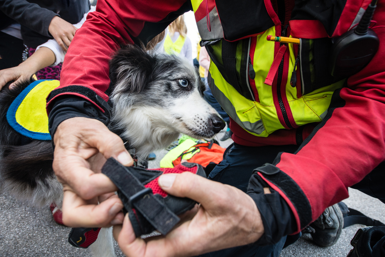 The Search and Rescue Dogs of 9/11