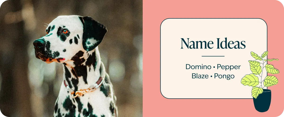 Dalmatian breed naming ideas