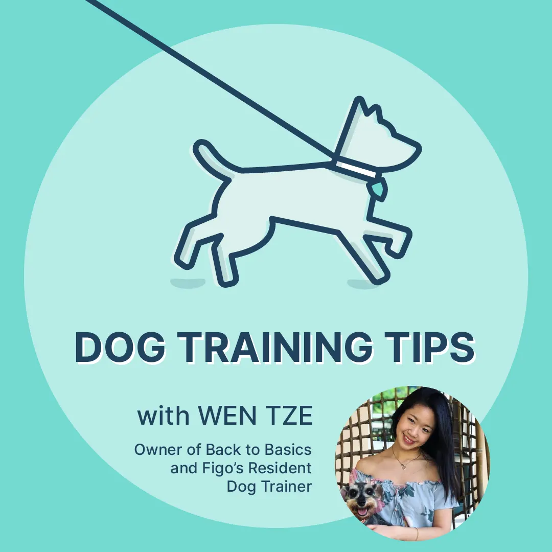 Wen Tze Ng, Resident Dog Trainer at Figo