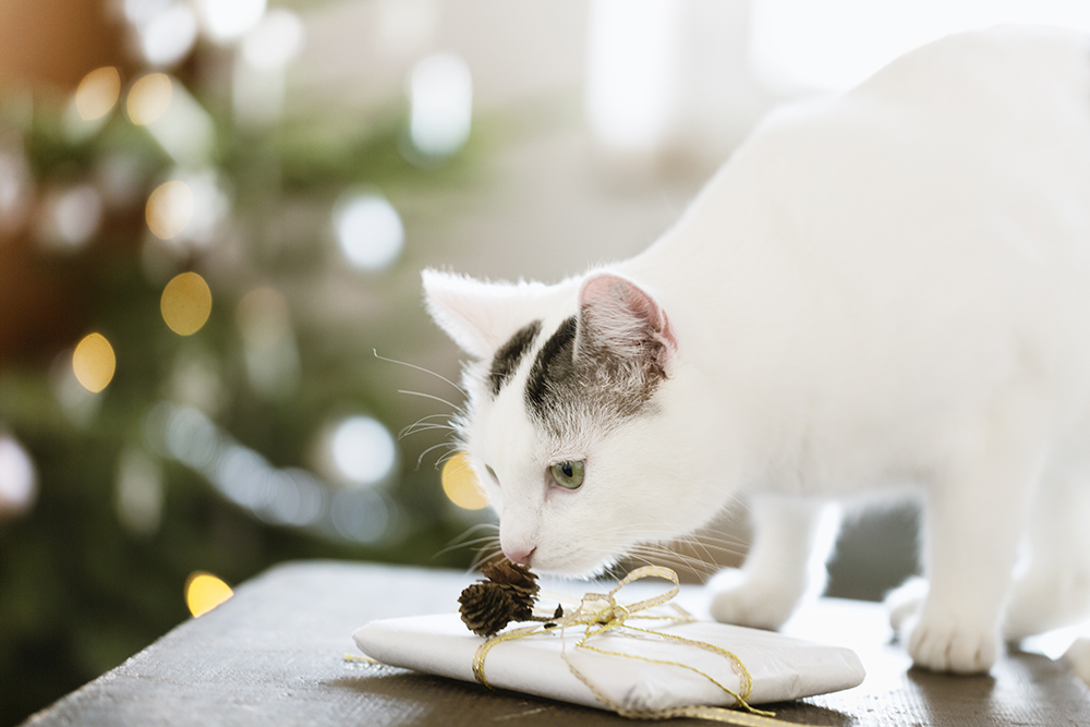 Tips for avoiding holiday pet hazards