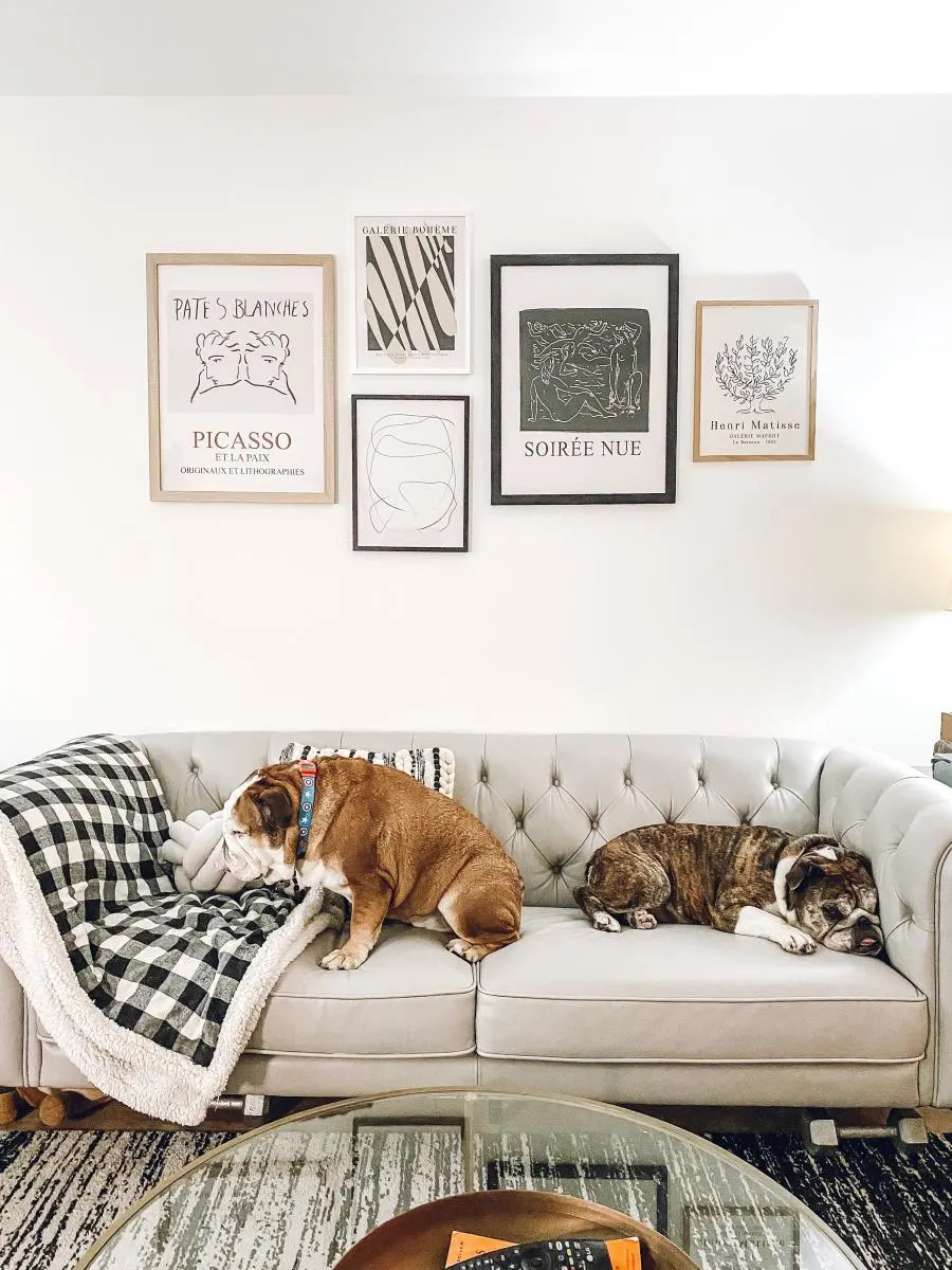 two English bulldogs napping on couch