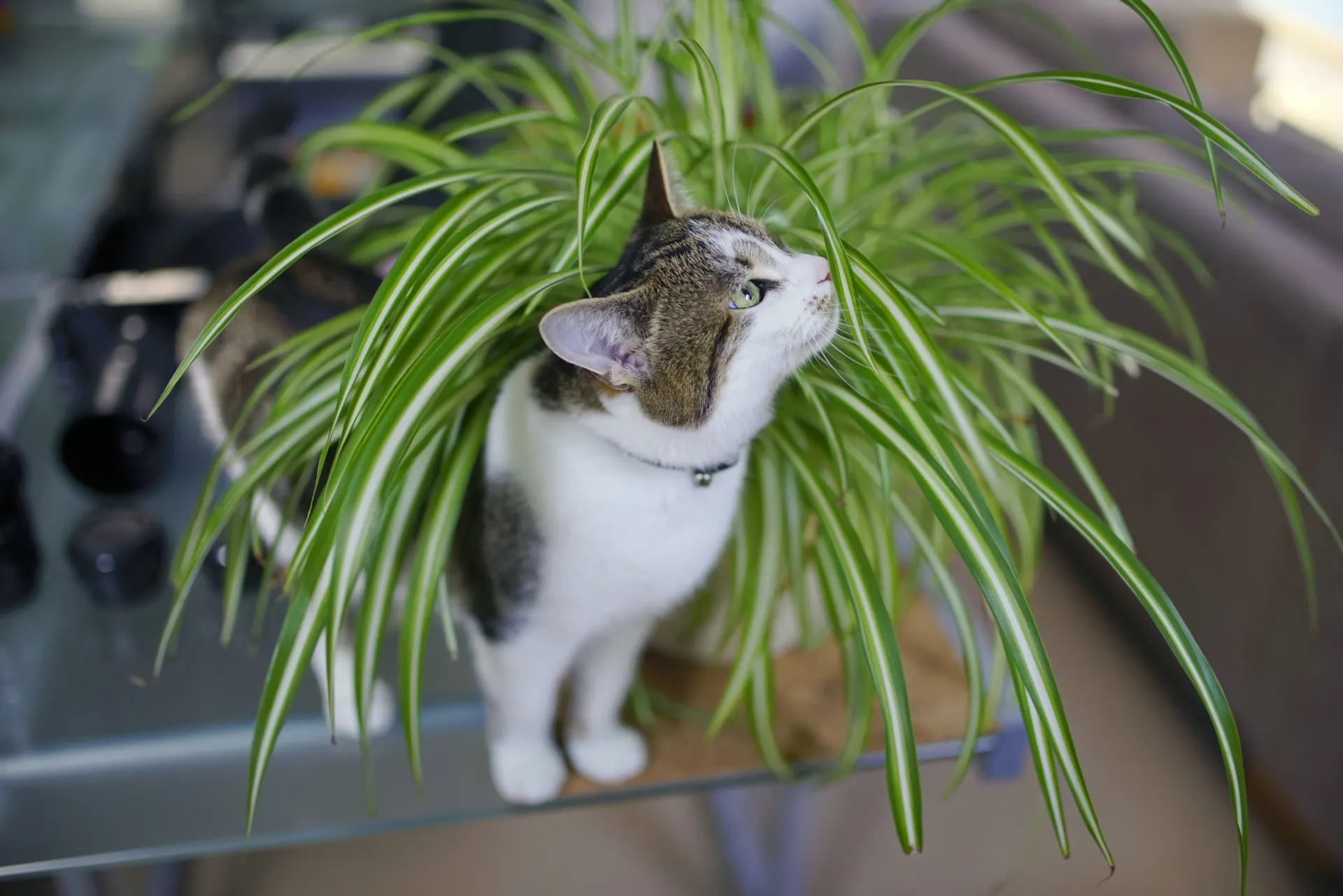 Keeping your indoor cat safe from everyday hazards