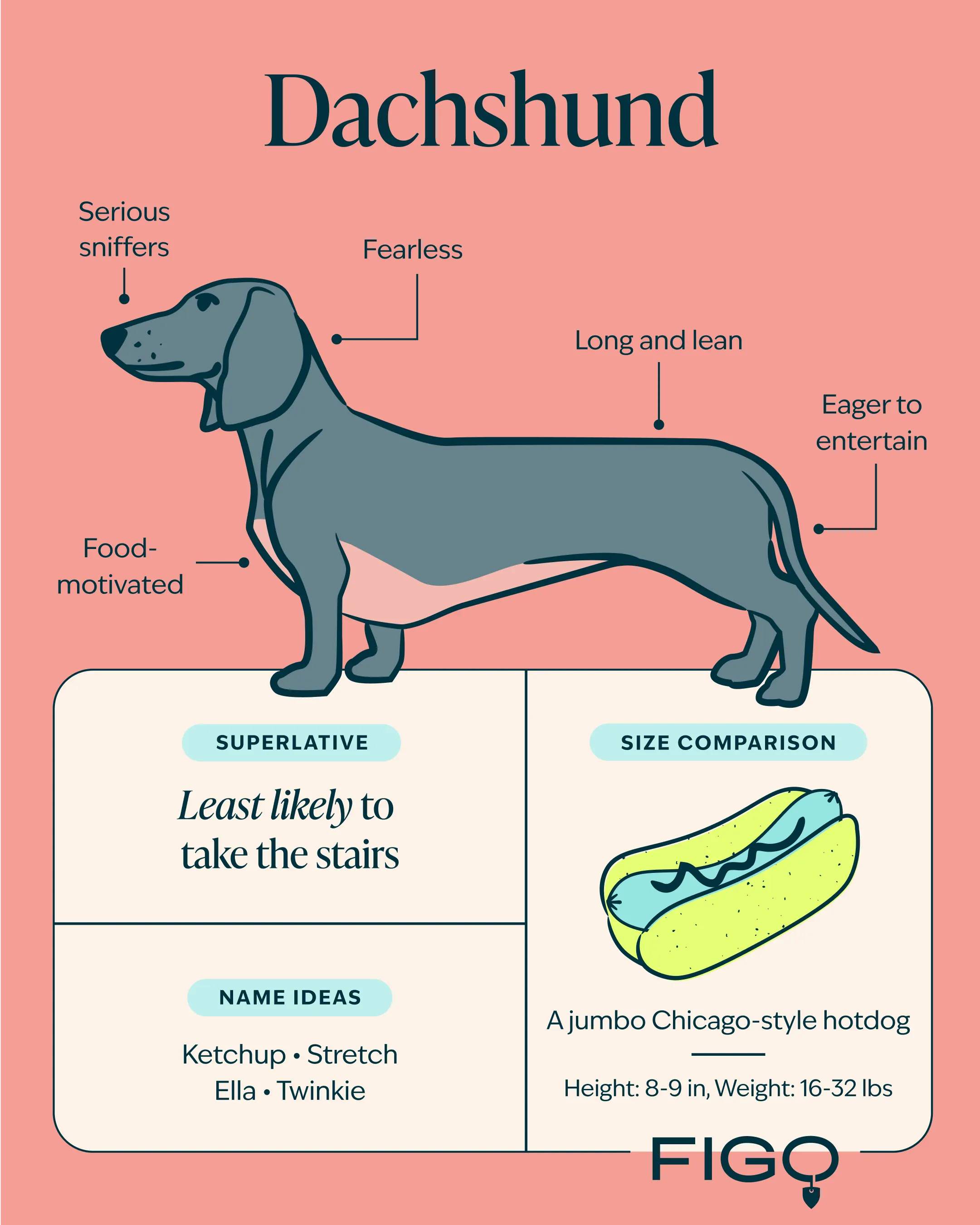 Dachshund Breed Guide