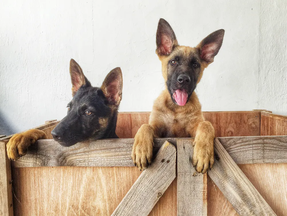Getting to know the German Shepherd