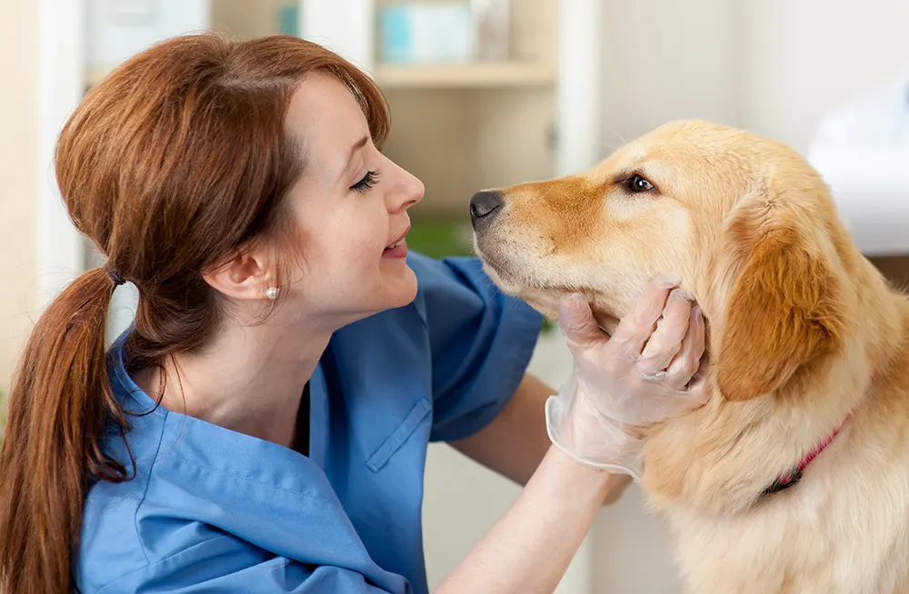 Ways to thank your veterinarian