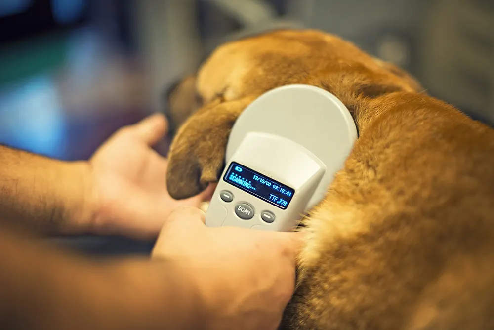 Microchip will help your pet return home if lost