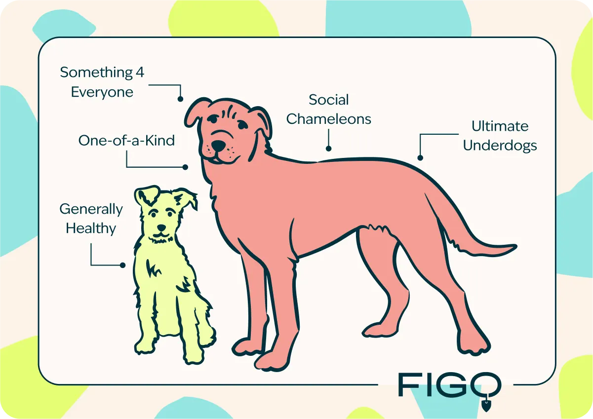 figo-breed-guide-mutts-ig