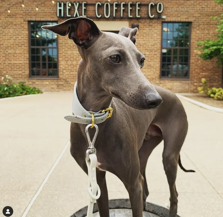 Italian Greyhound sitting in front of coffee shop