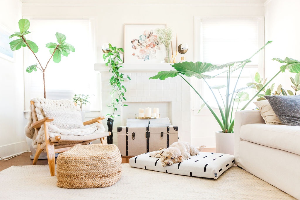 Bohemian dog bed with dog sleeping on it in bright living room with plants