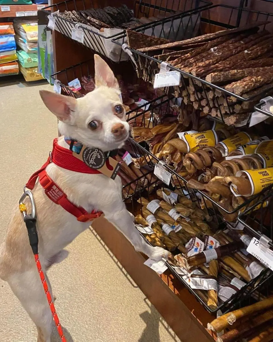 small dog stands up to look at assortment of bones