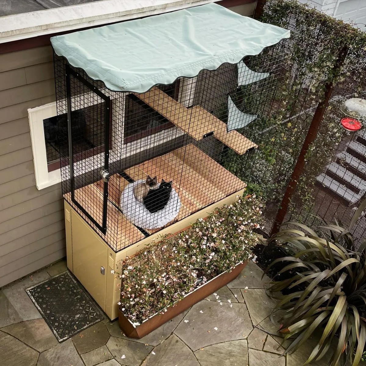 cats laying inside a catio