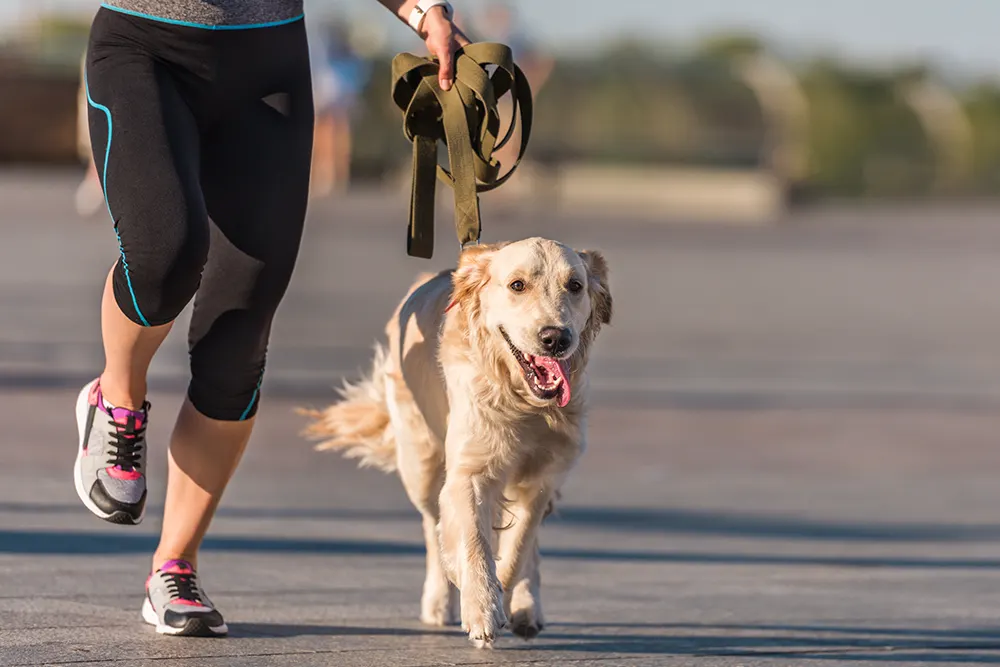 5 ways to exercise with your dog