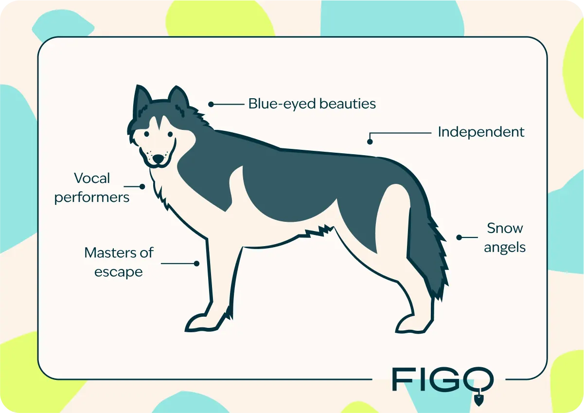 Siberian Husky Breed Traits