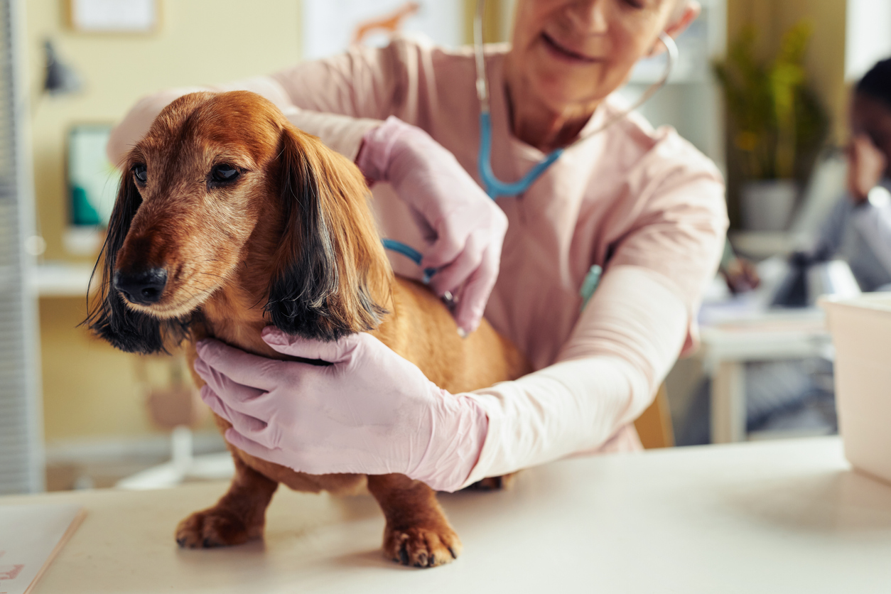 do-all-vets-take-pet-insurance