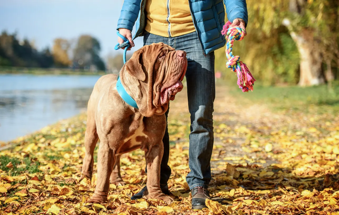 Neopolitan Mastiff walking with his owner next to lake