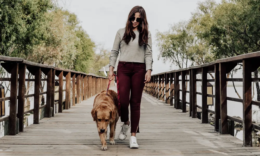 5 Ways You Can Help Homeless Pets