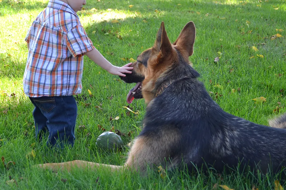 Preventing dog bites