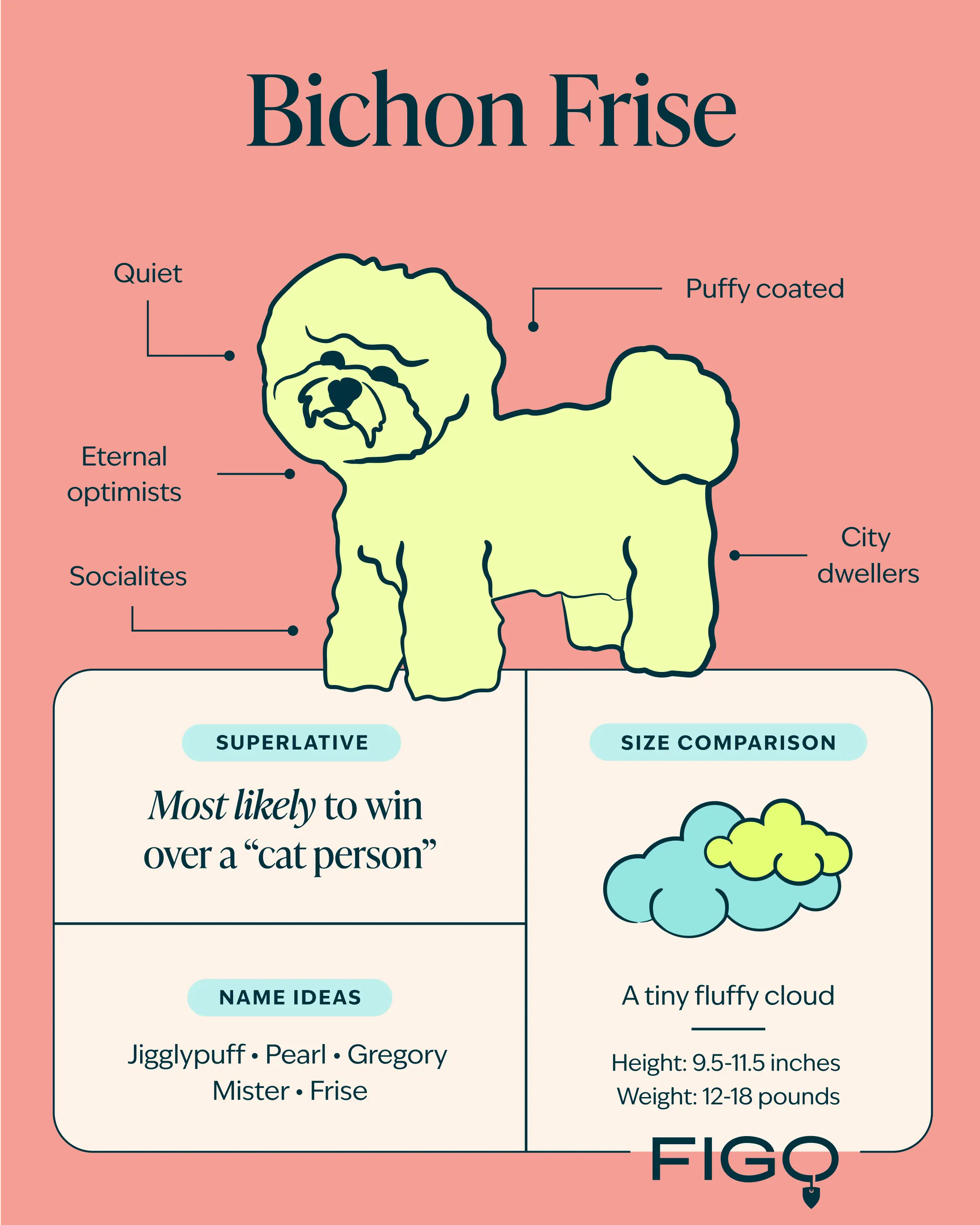 Bichon Frise Breed guide illustration