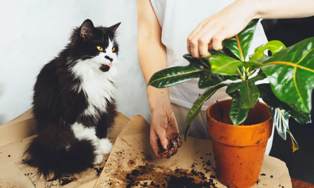 Getting Your Pet Ready for Spring