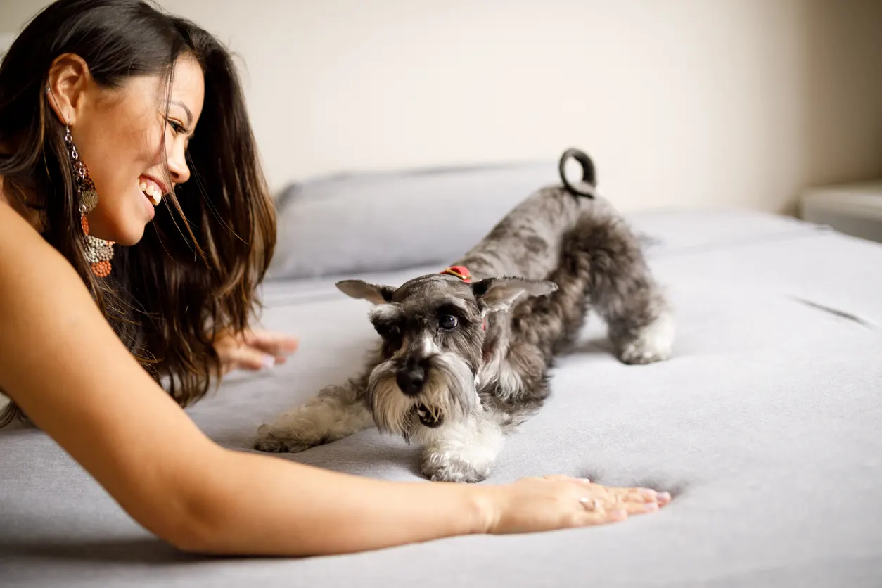 Woman playing with Miniature Schnauzer on bed