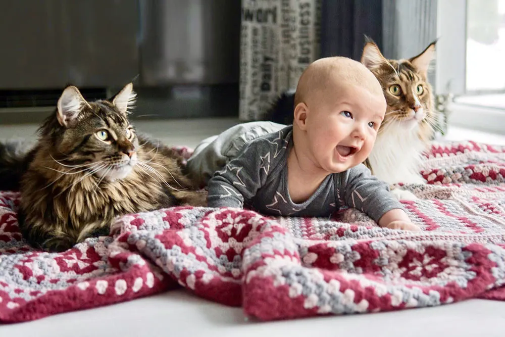 How do I introduce my cat to the baby?