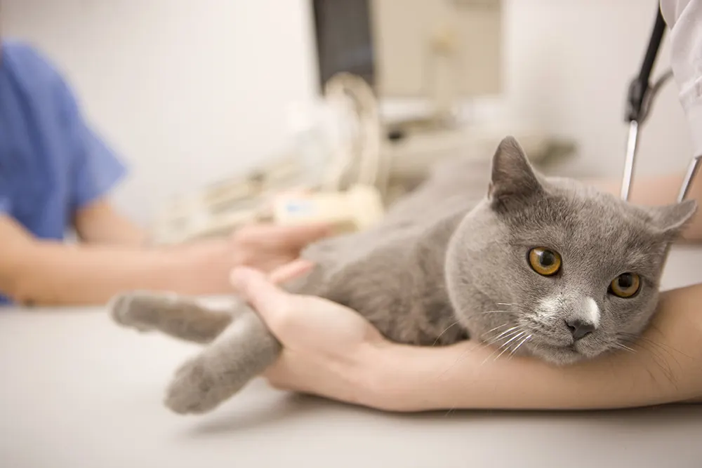 First-time cat owners: Tips for taking your cat to the vet