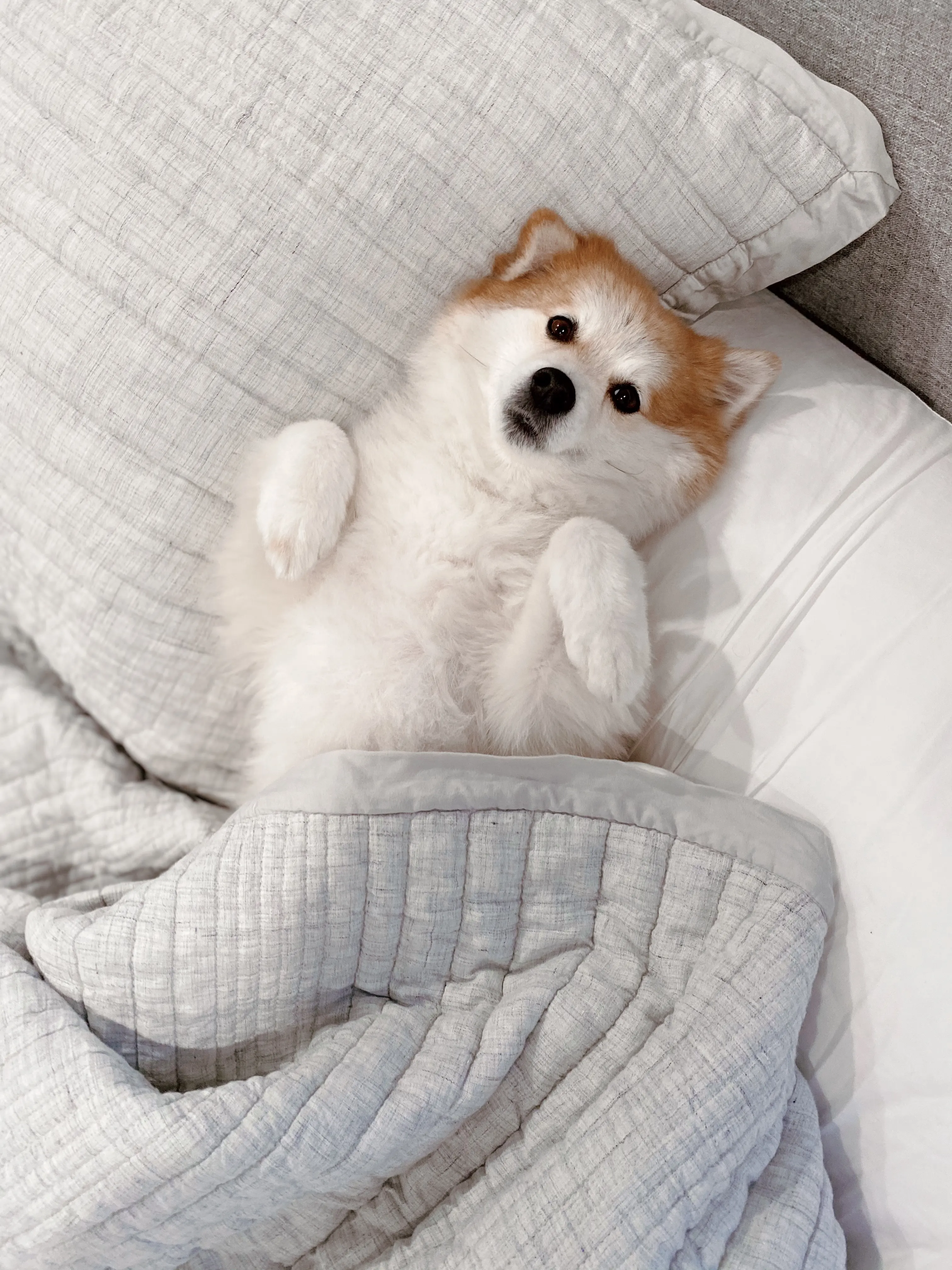 Dog laying in covers on bed