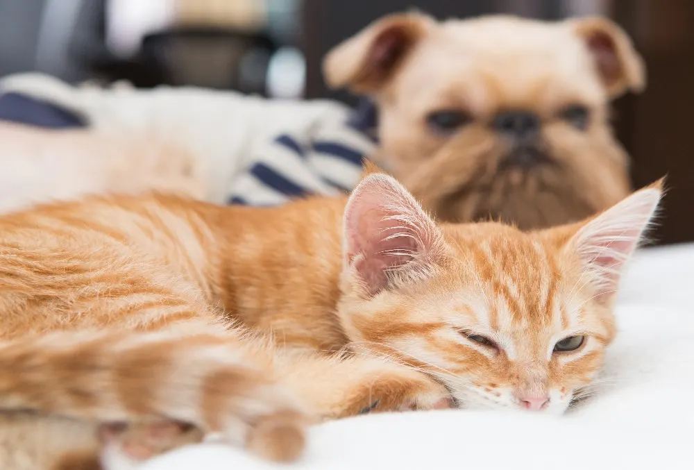 Folliculitis in Dogs and Cats