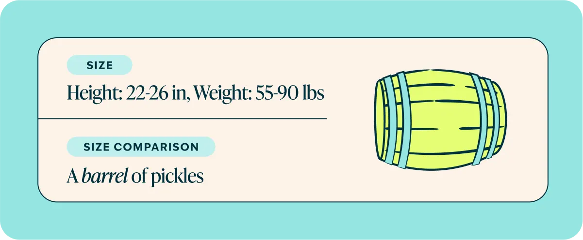 German shepherd size comparison graphic