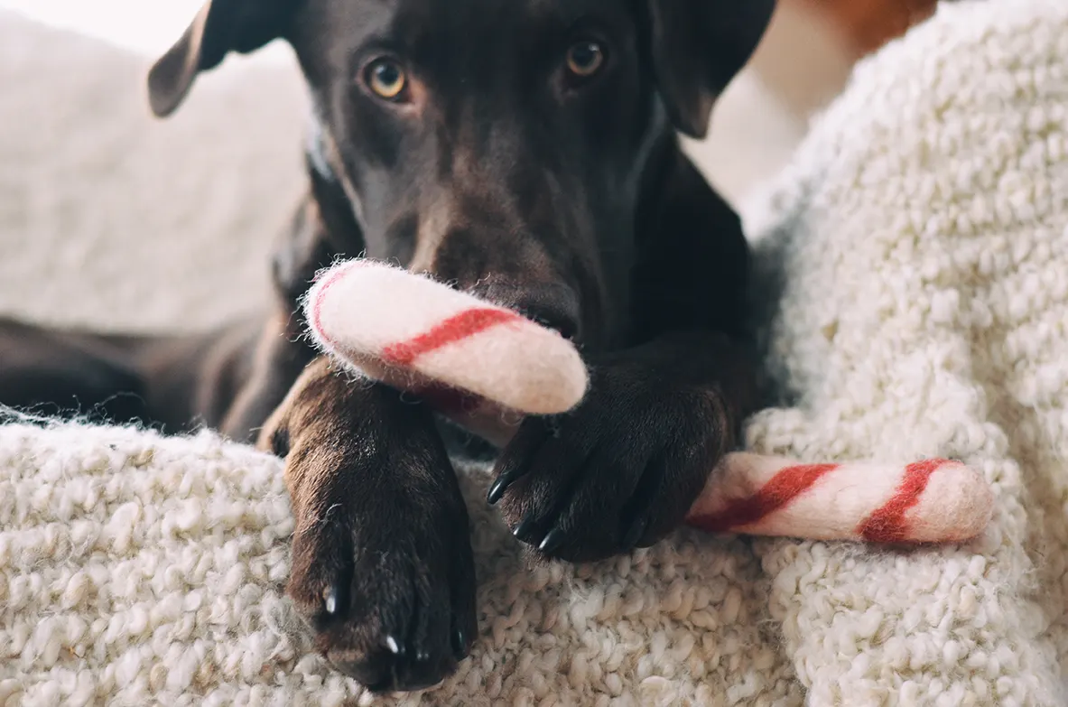 The season’s best pet stocking stuffers: Kelsie’s Picks