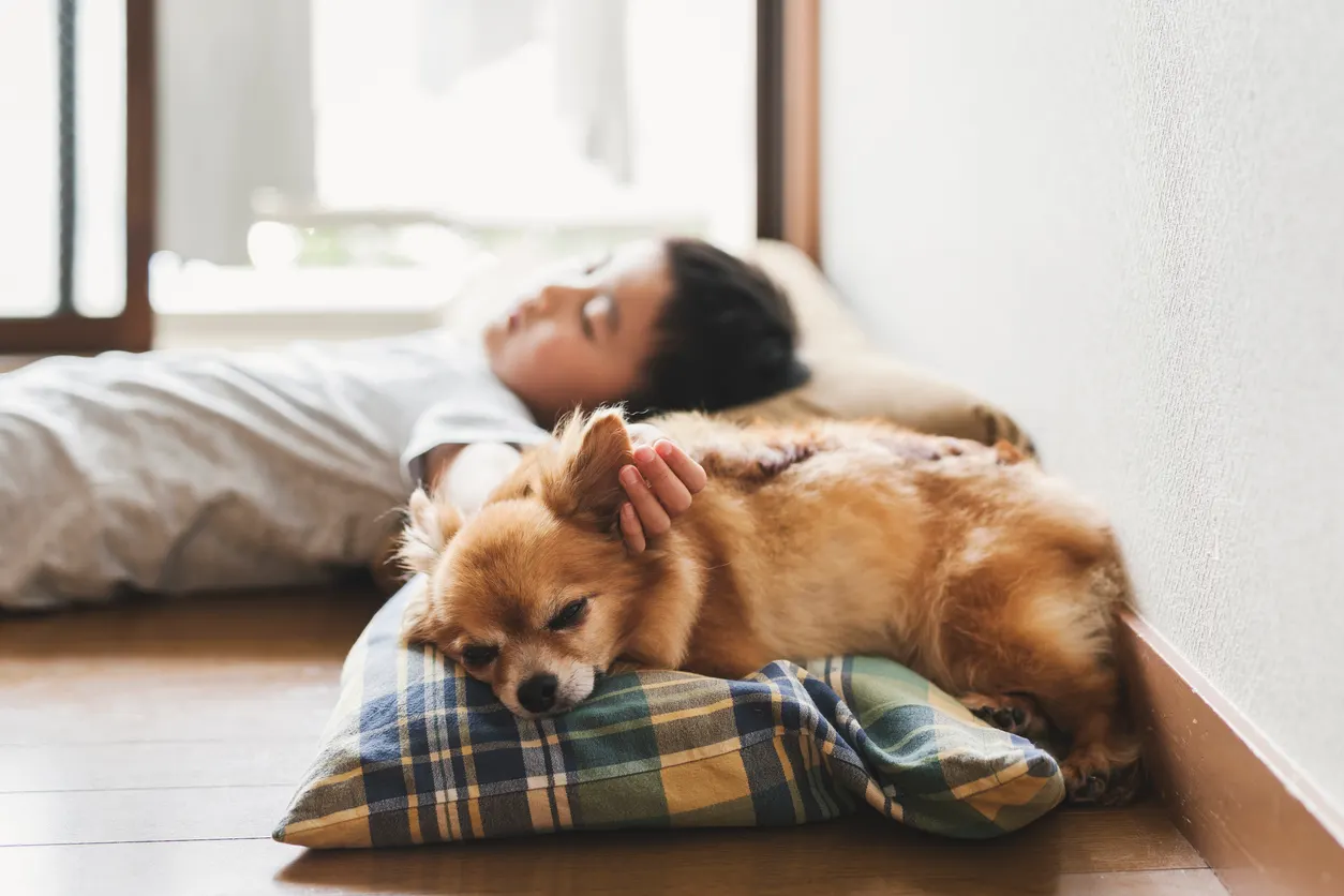 small dog sleeps on pillow next to young boy