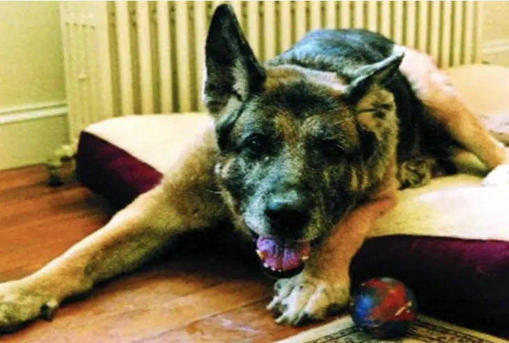 The Search and Rescue Dogs of 9/11