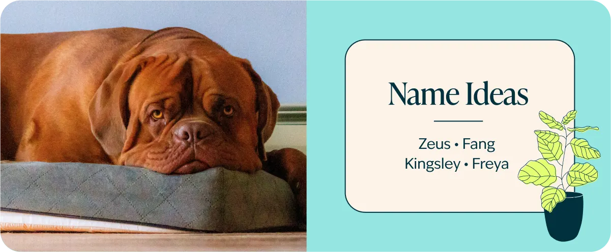 Mastiff breed name ideas