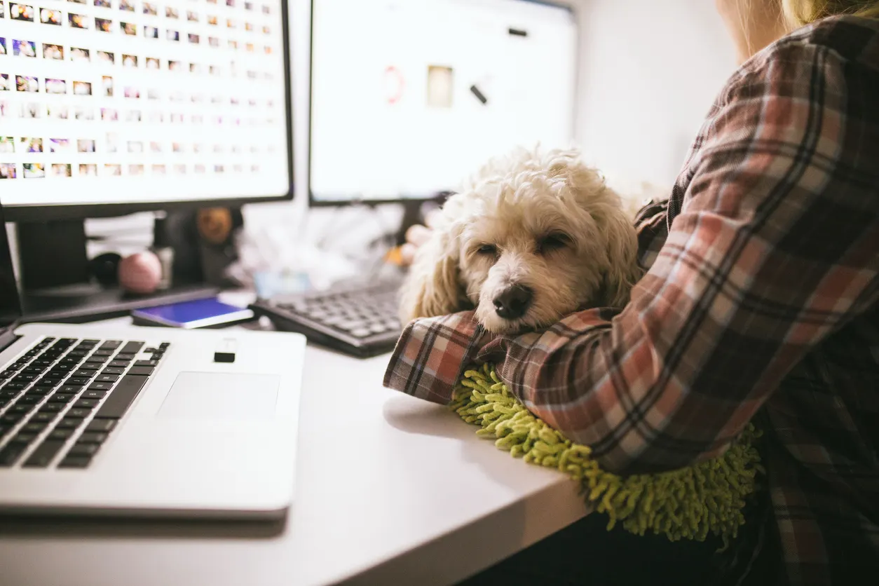 Dog sleeping peacefully on owner while she works at her desk